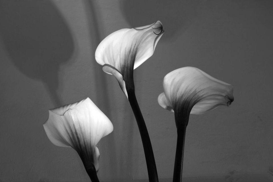 Arums N&B 9