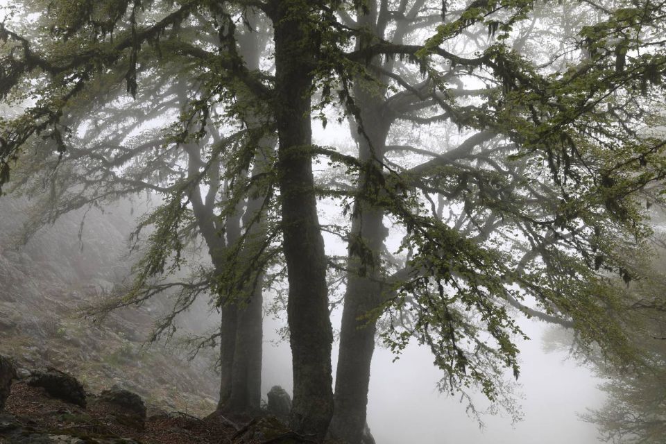 Hêtres au printemps
