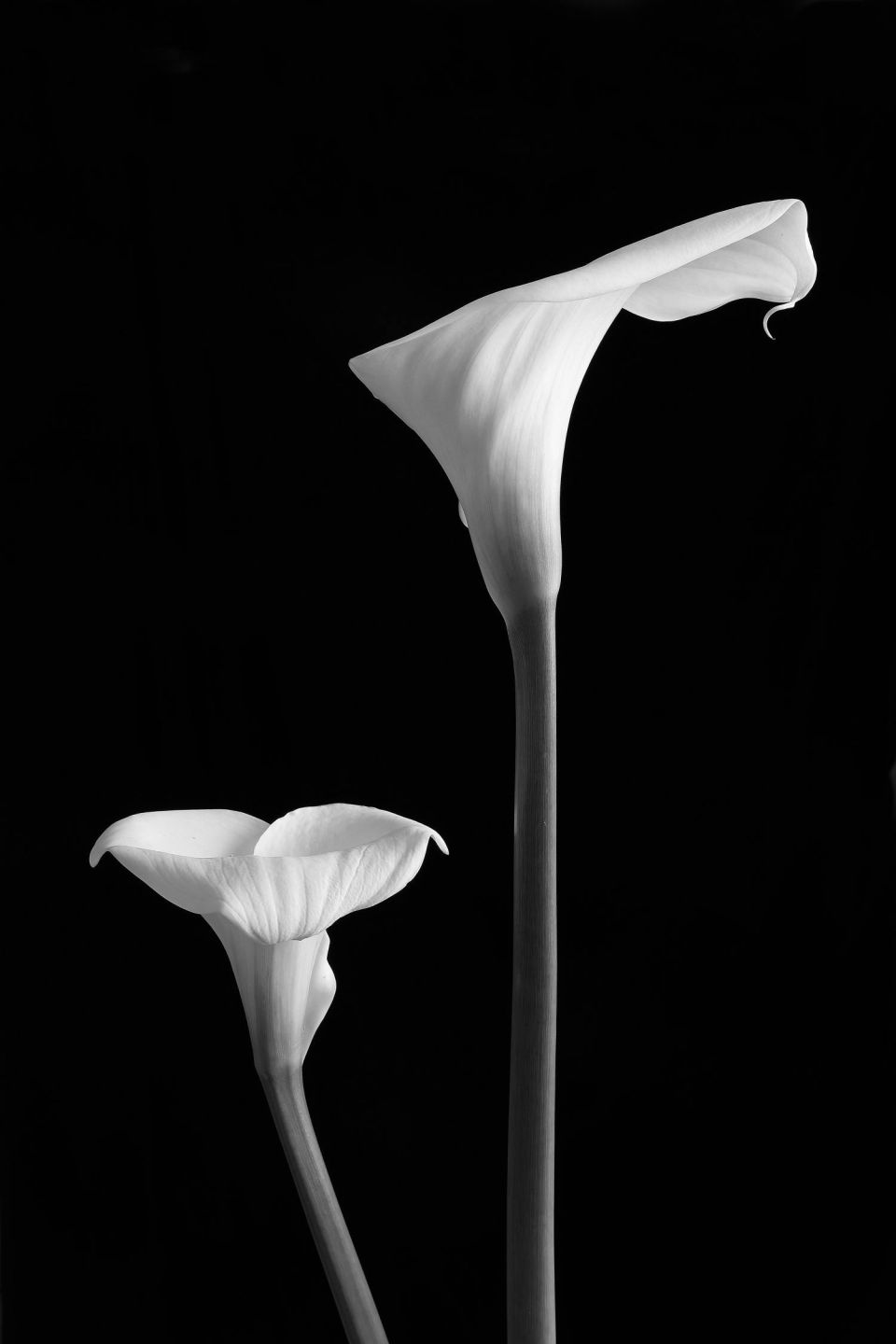 Arum N&B 3