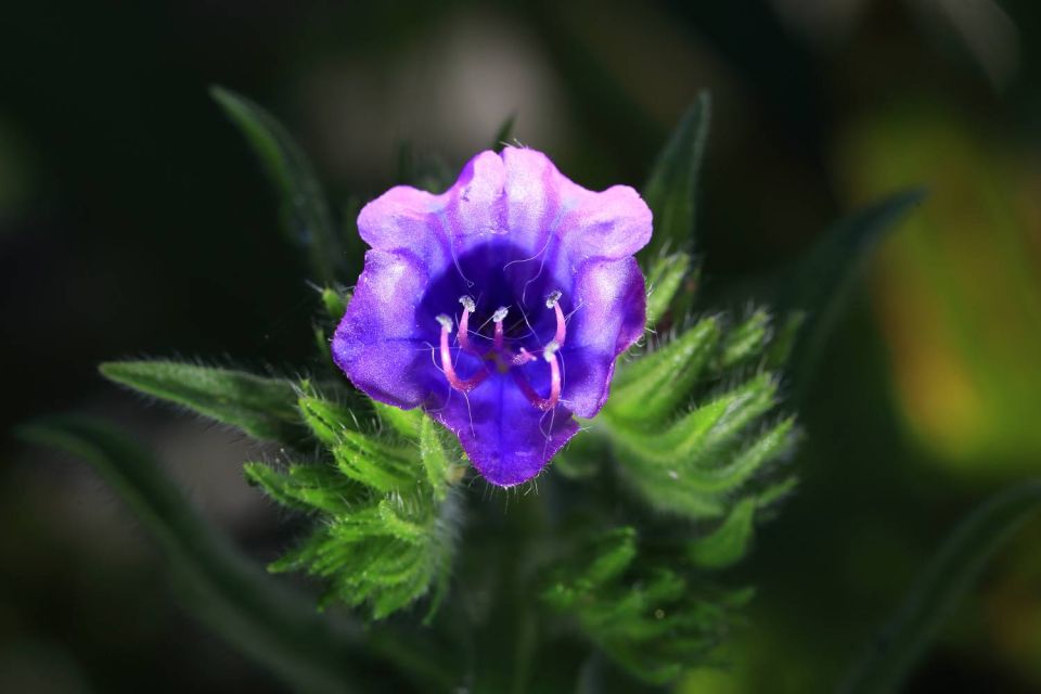 Fleur sauvage