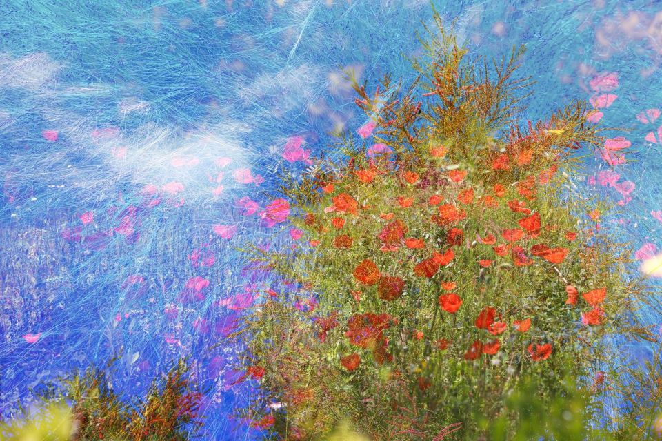 Fleurs et ciel au Parc de Saleccia