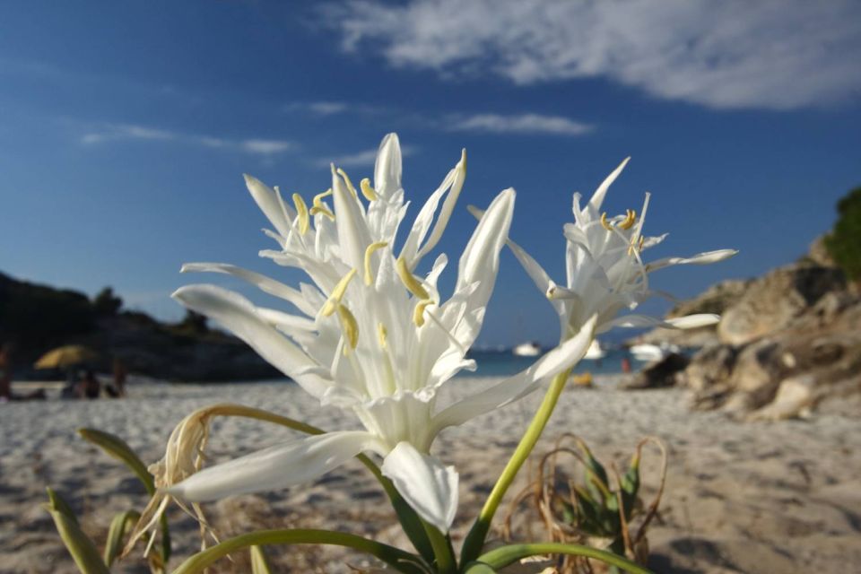 Pancratium au Lotu
