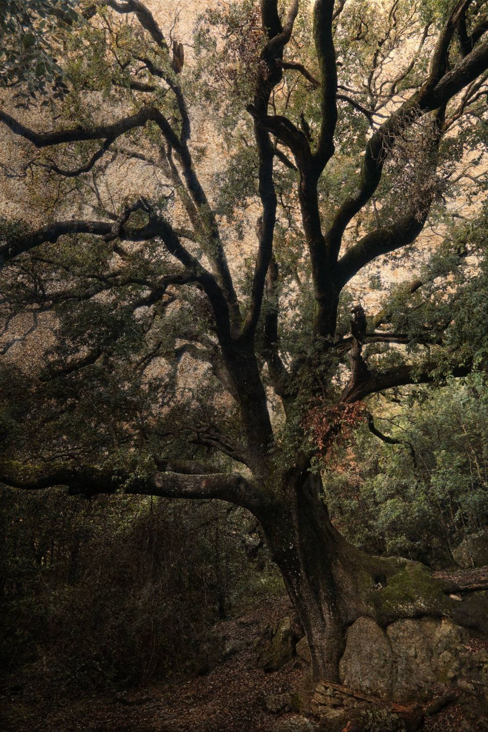 Chêne en Castagniccia