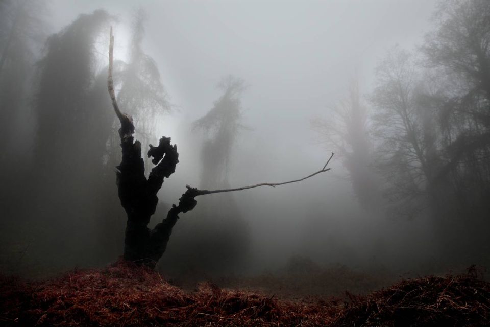 Souche calcinée dans la brume