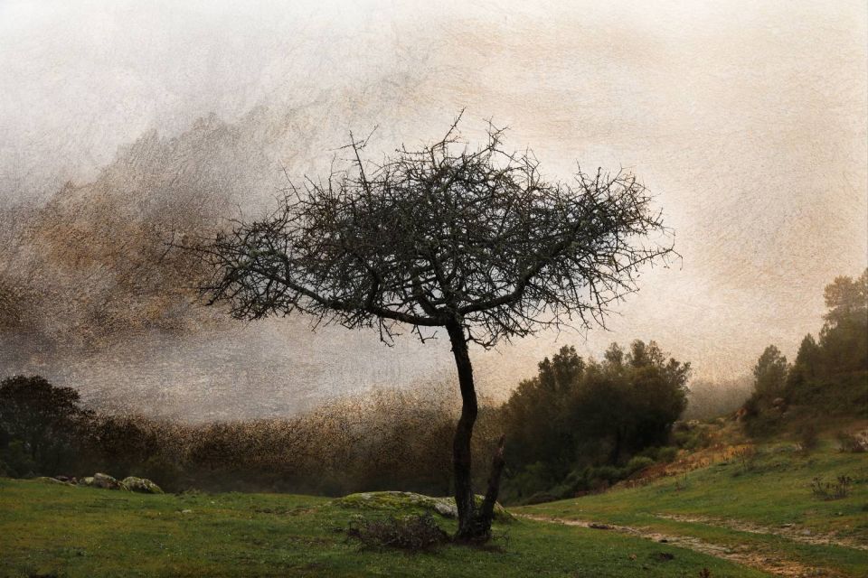 Poirier sauvage sous les aiguilles de Popolasca